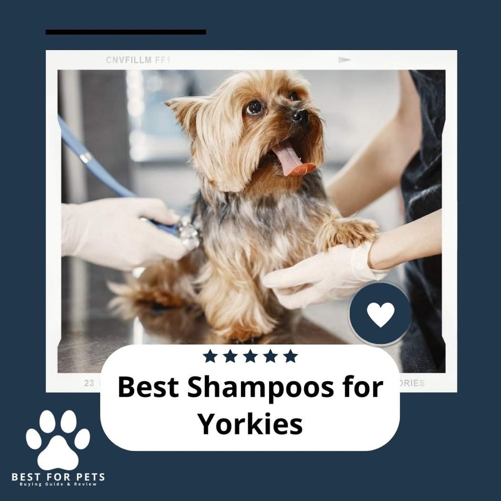The 8 Best Brushes For Schnauzers