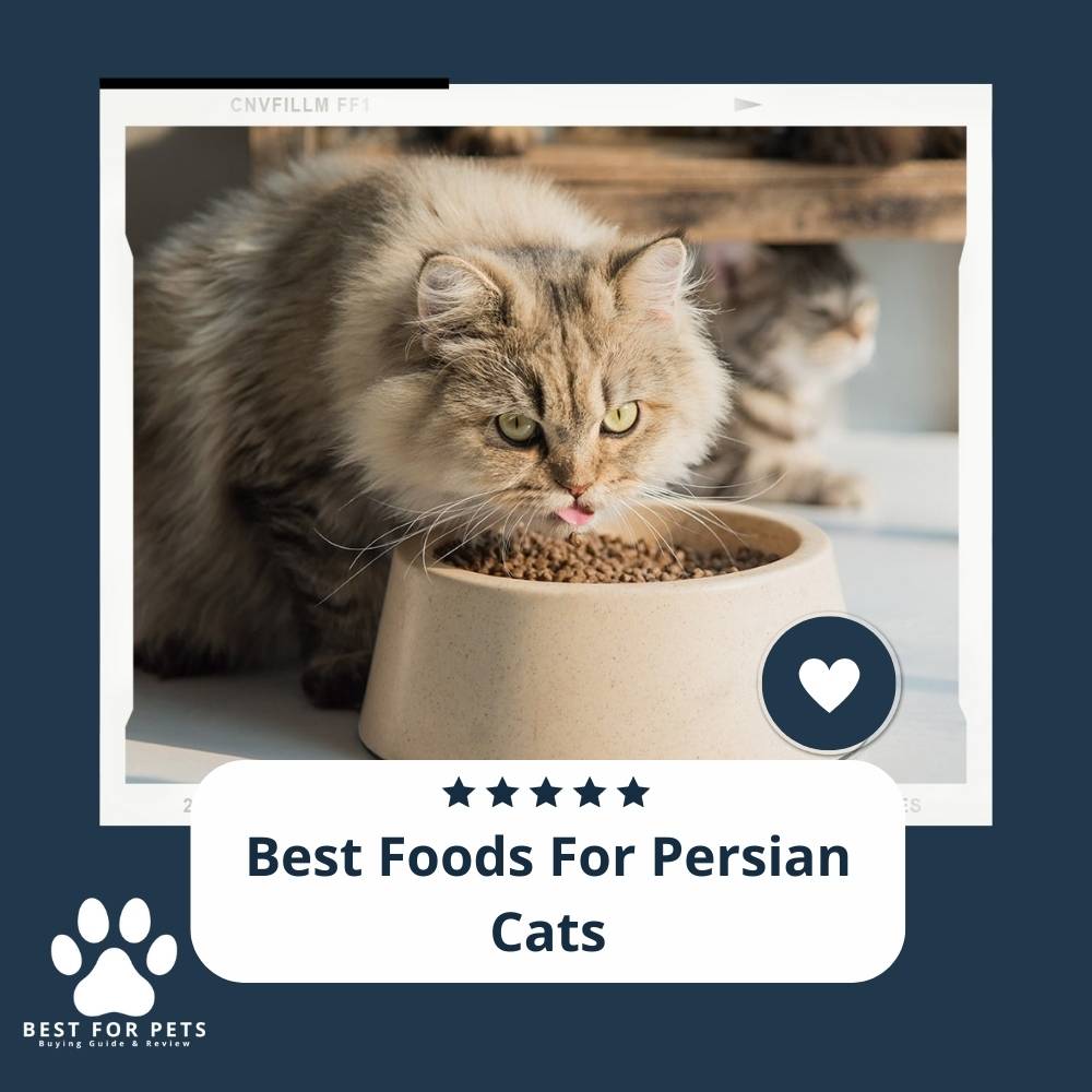 The 10 Best Foods For Persian Cats - BestForPets.org