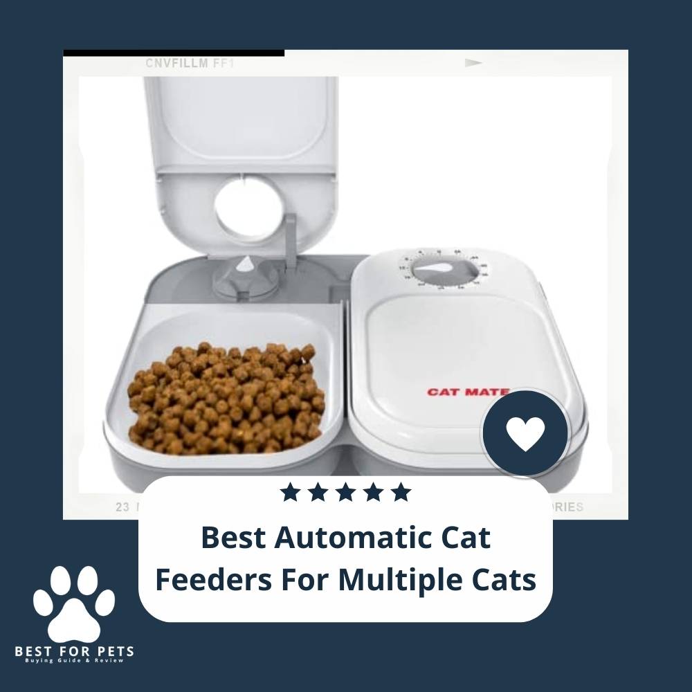9 Best Automatic Cat Feeders For Multiple Cats In 2023