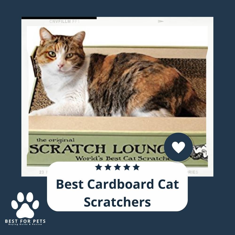 The Best Cardboard Cat Scratchers What You Need To Know