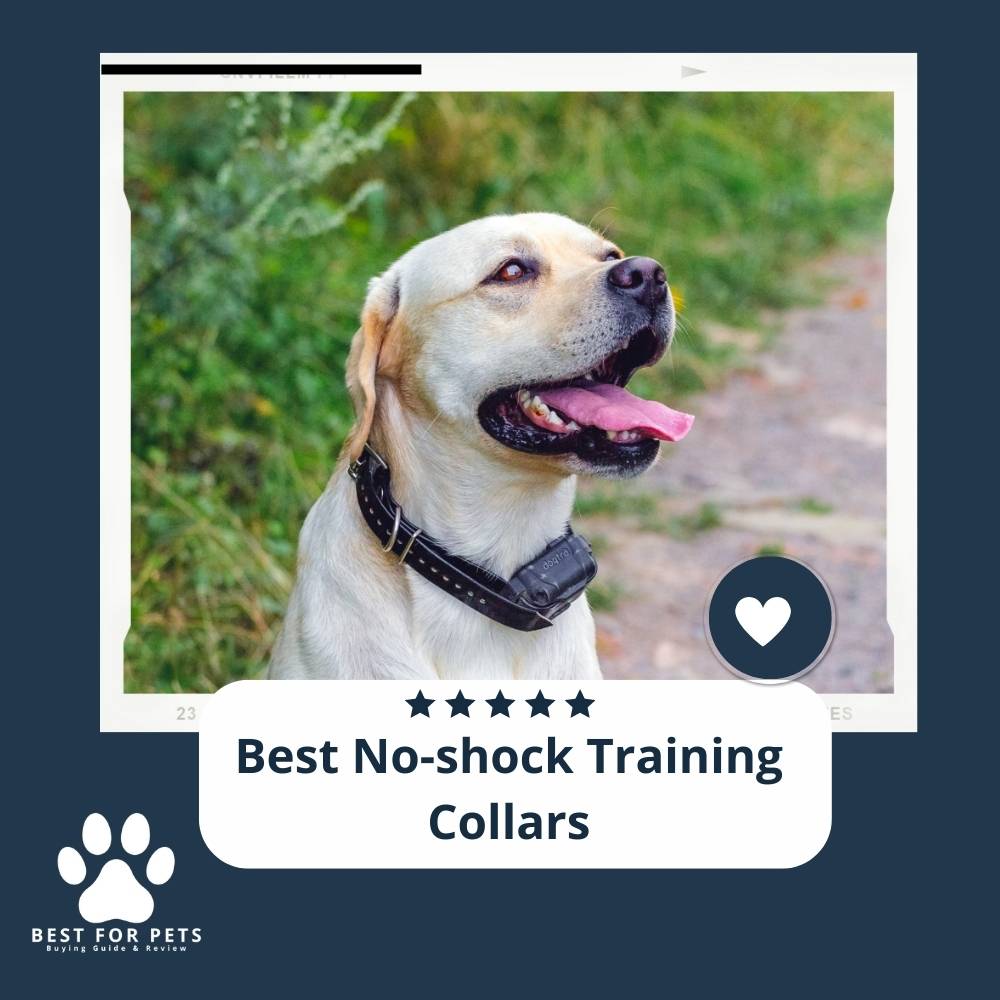 Best No Shock Training Collars Best For Pets