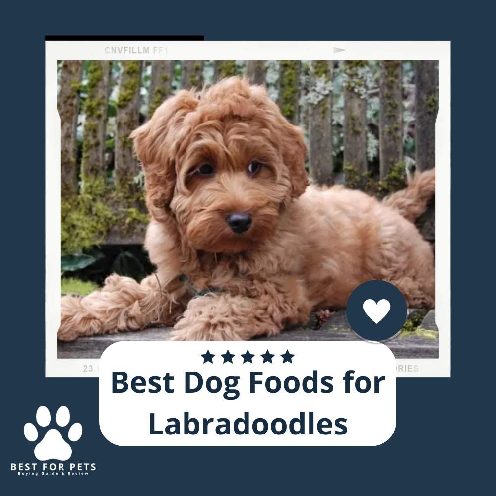 The 9 Best Dog Foods For Labradoodles