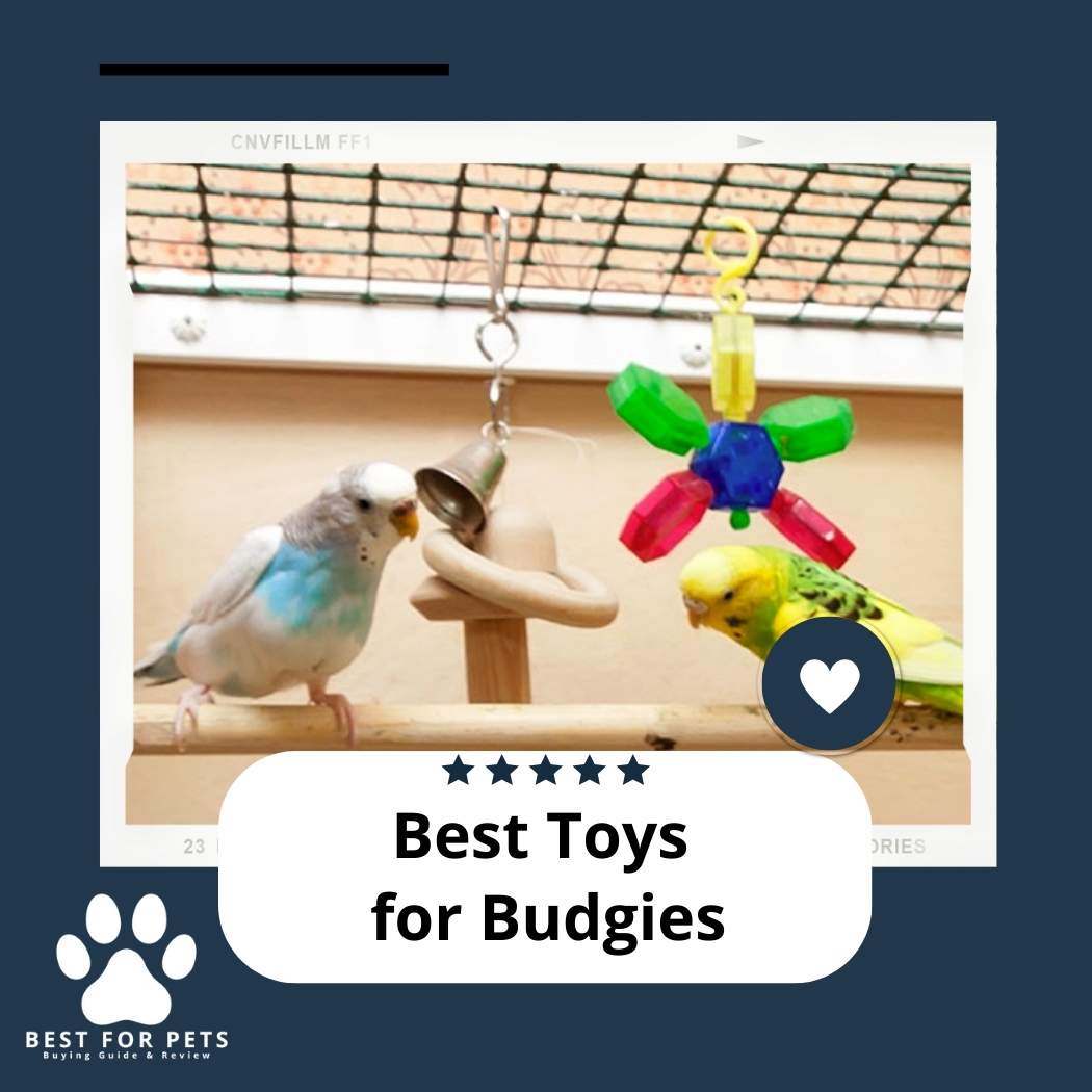 The 10 Best Toys For Budgies