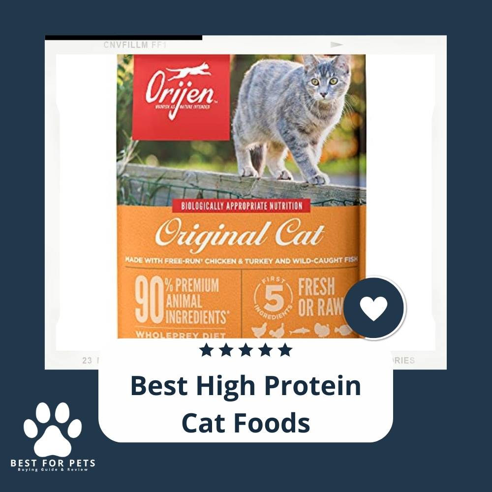 Here Are The Best High Protein Cat Foods In 2023