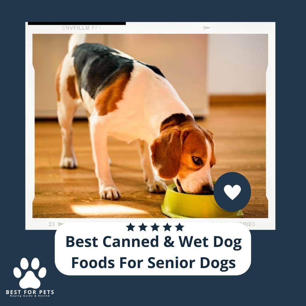 The 10 Best Canned & Wet Dog Foods For Senior Dogs BestForPets