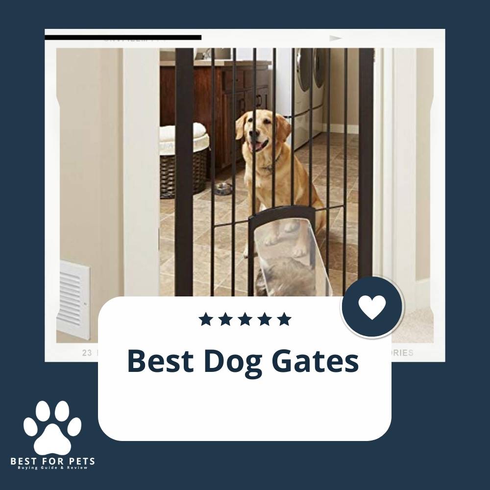 The 9 Best LowCalorie Dog Foods In 2023 BestForPets