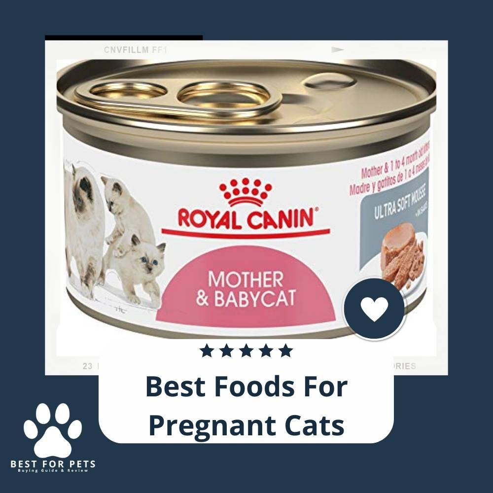 10-best-foods-for-pregnant-cats-bestforpets