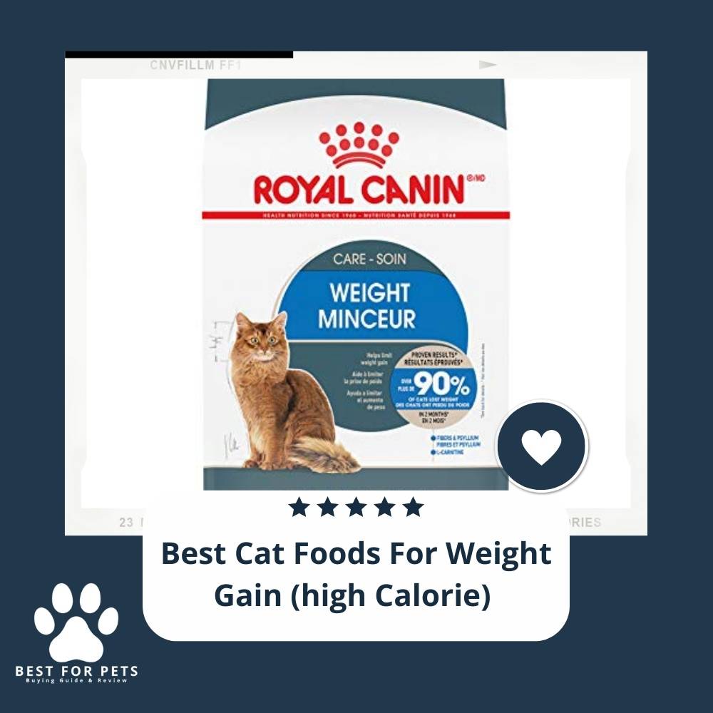 The 11 Best Cat Foods For Weight Gain (High Calorie)