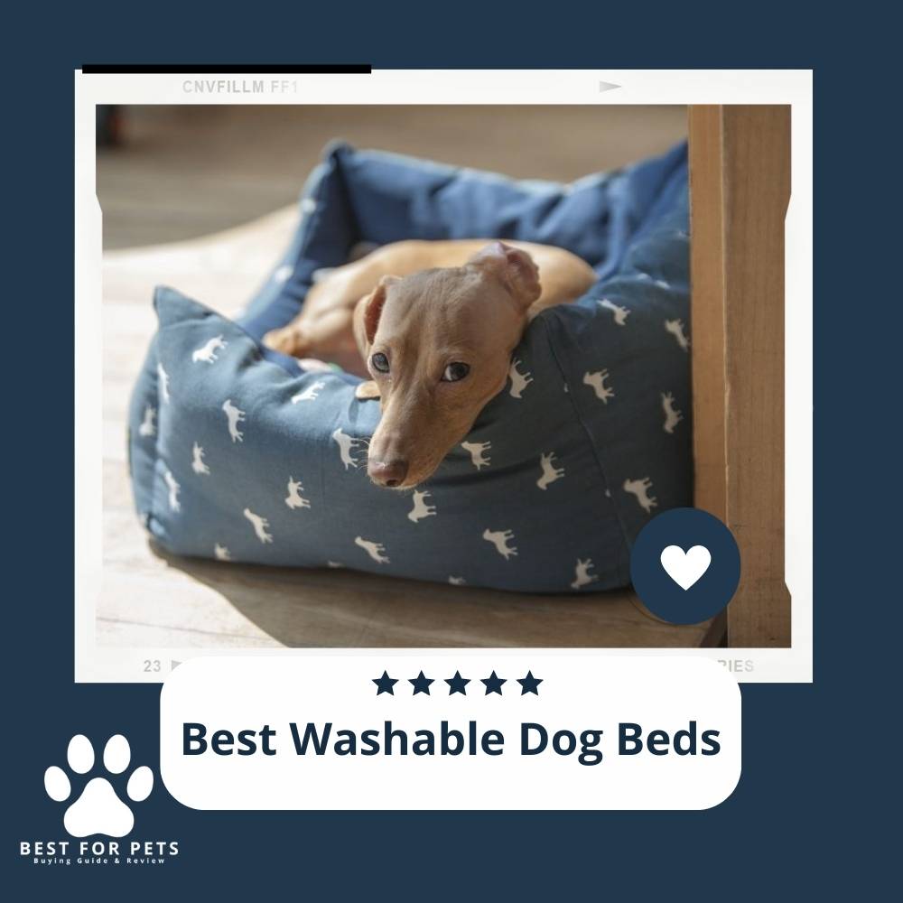 The 11 Best Washable Dog Beds