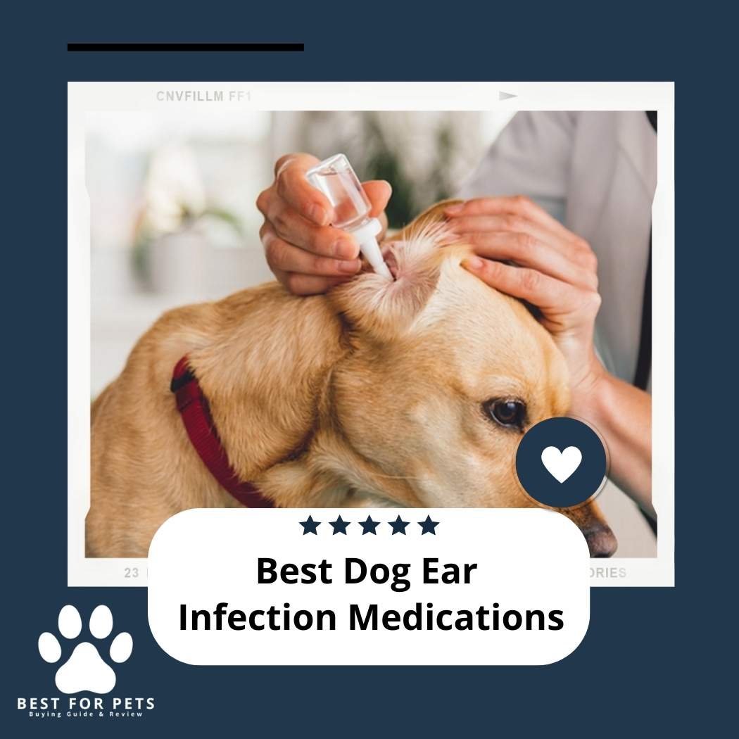 best-dog-ear-infection-medications-in-2023-bestforpets