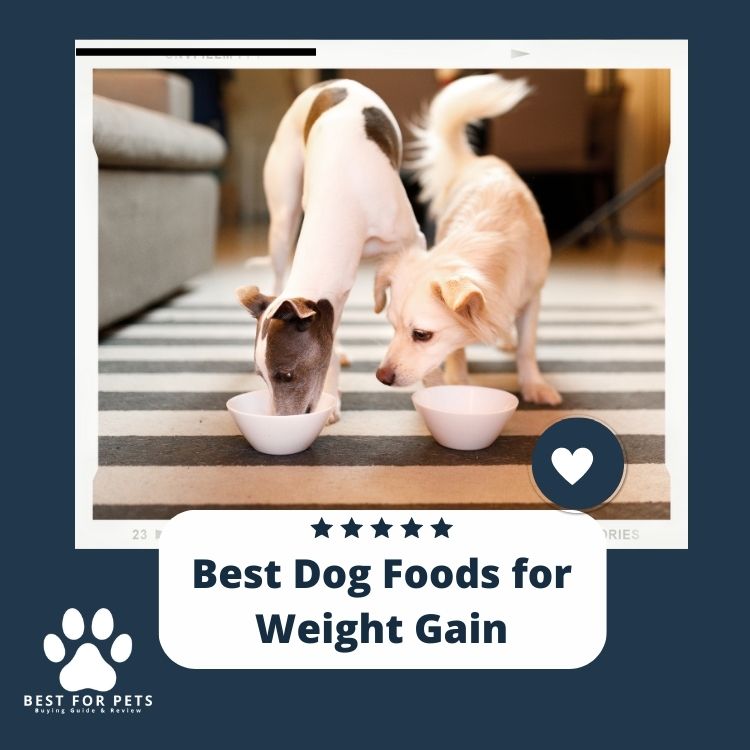 The 9 Best Dog Foods For Weight Gain2024