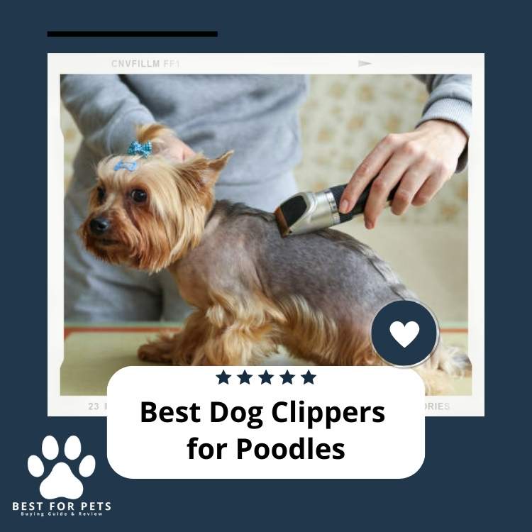 The 8 Best Dog Clippers For Poodles in 2024