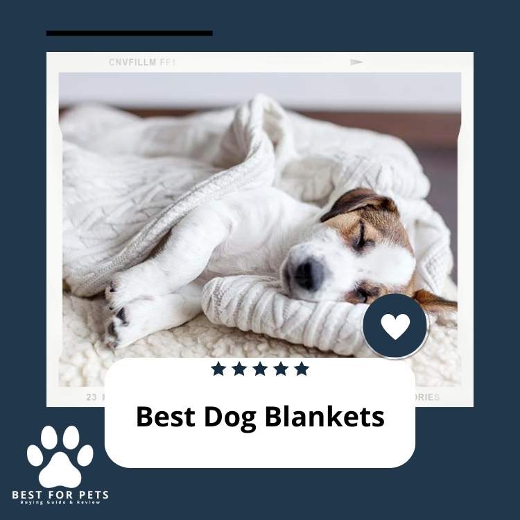 7 Best Dog Blankets in 2024