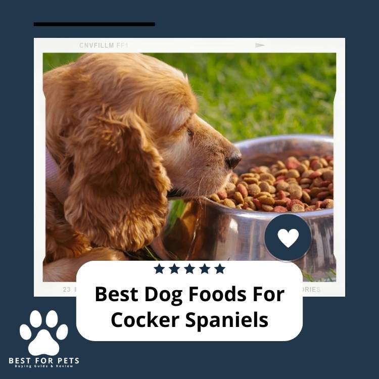 The 7 Best Dog Foods For Cocker Spaniels in 2025