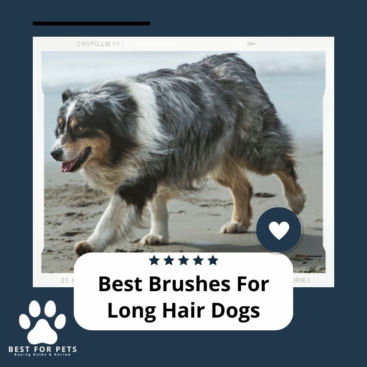 The 9 Best Brushes For Long Hair Dogs in 2024