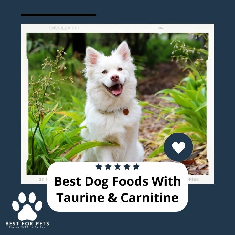 The 10 Best Dog Foods With Taurine & Carnitine in 2024