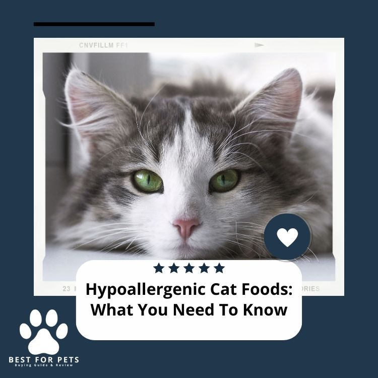 Hypoallergenic Cat Foods What They Are and How to Choose the Best One