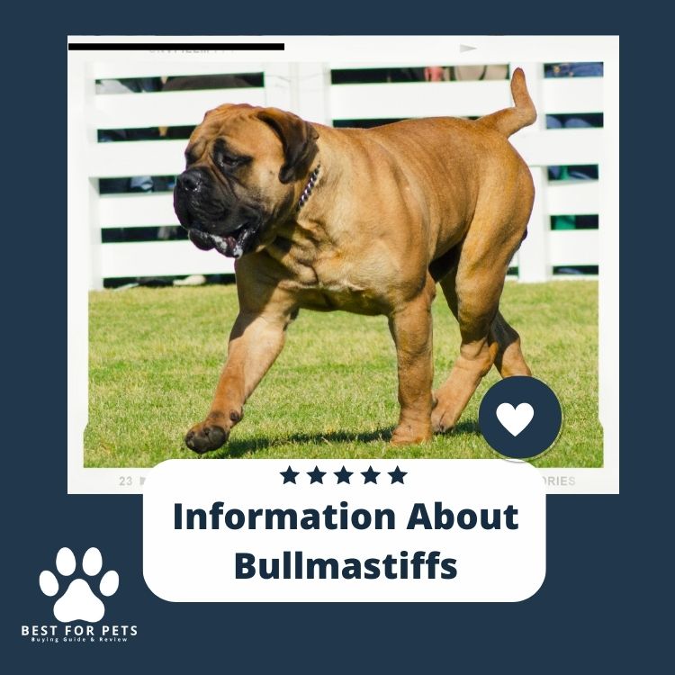 Information About Bullmastiff A Large, Loyal, and Protective Dog Breed