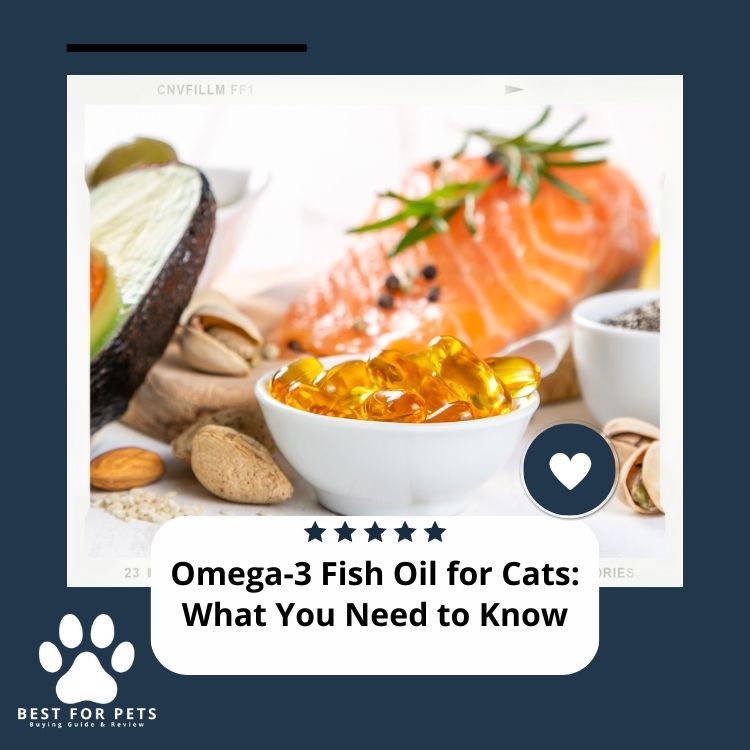 Omega 3 Fish Oil for Cats Benefits, Dosage, and How to Choose The Best